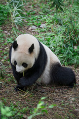 Obraz premium The adorable giant pandas in their daily lives