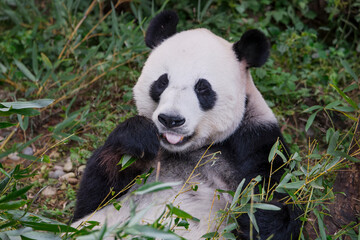 Obraz premium The adorable giant pandas in their daily lives