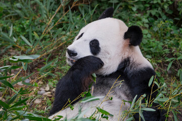 Obraz premium The adorable giant pandas in their daily lives