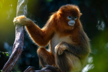 Obraz premium Golden monkeys sit leisurely on rocks.