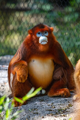 Golden monkeys sit leisurely on rocks.