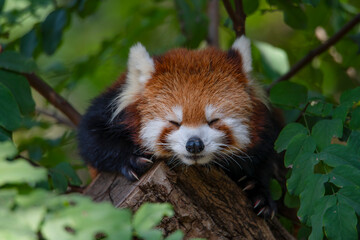 Fototapeta premium Red pandas inhabit the green trees.