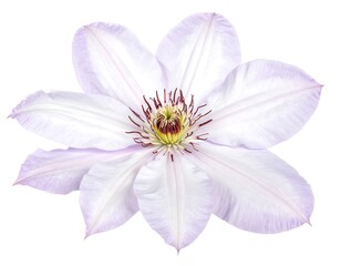 Close-up of a light purple clematis flower with intricate details, isolated on white