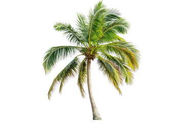 Obraz premium Tropical palm tree green fronds isolated on a transparent background