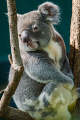 The adorable koalas in the tree