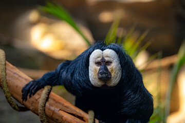 White-faced monk monkeys perch on branches.