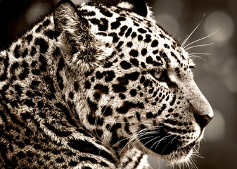 Monochrome Leopard Close-Up Portrait