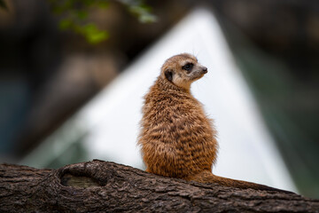 The meerkats are incredibly cute every day