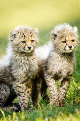 Twin Cheetah Cubs in Meadow