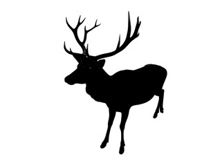  Deer Head Portrait with Ornate Branch-Like Antlers, Angled Close-Up, isolated