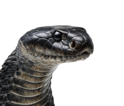 Black cobra snake nature reptile isolated on transparent background