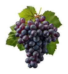 Fototapeta premium Harvesting fresh purple grapes vineyard food nature isolated on transparent background