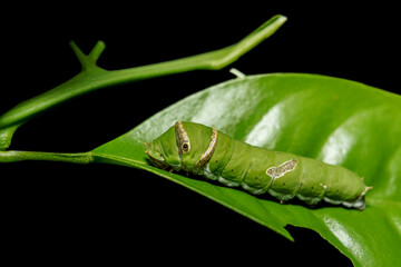 green caterpillar butterfly with old leaf on black background