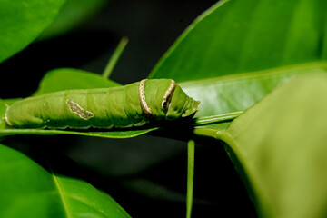 green caterpillar butterfly with old leaf on black background