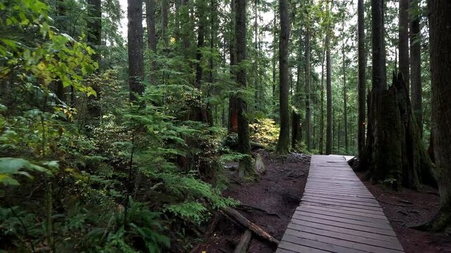 Boardwalk in the lush, green forest.