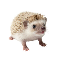 Obraz premium Adorable hedgehog standing alert, a charming pet for lifestyle campaigns today