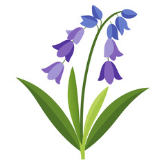 hyacinthoides hispanica excelsior 