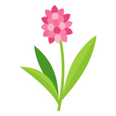 hyacinth pink  on white