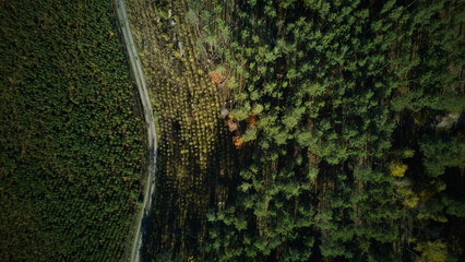 Edge and corridor in forest landscape, Transition zone between wild woodland and plantations