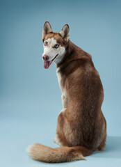 A Siberian Husky raises a paw in a playful pose, appearing as if it's waving. The crisp lighting...