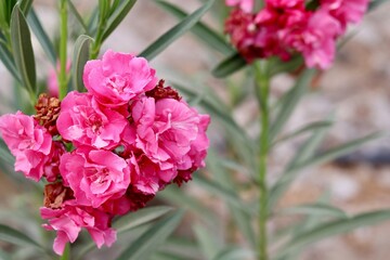 Oleander flowers blooming in vibrant pink clusters with green leaves in a summer garden environment