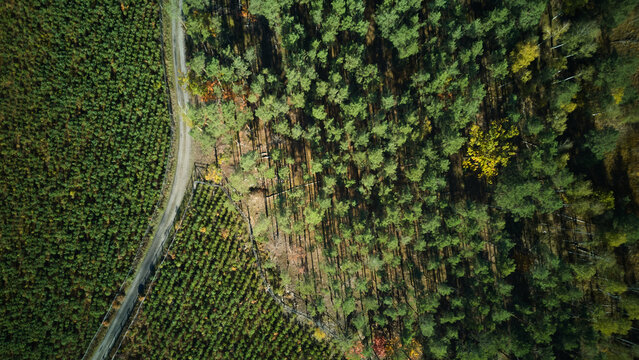 Curved road separates natural and cultivated areas, Winding road distinguishes forest