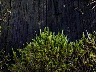 Lush Green Moss Growing Vibrantly on a Textured Wood Surface Surrounded by Natures Beauty