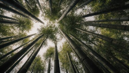 A worms eye view of tall trees reaching towards the sky in a dense forest.