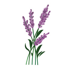 Labenders Flower Illustration