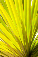 Screwpine leaves, Pandanus, Island Gran Canaria, Canary Islands, Spain, Europe.