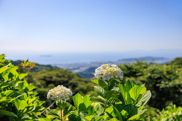 山上の紫陽花　愛知県三ヶ根山