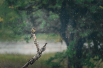 Obraz premium guêpier en attente sur une branche sous la pluie