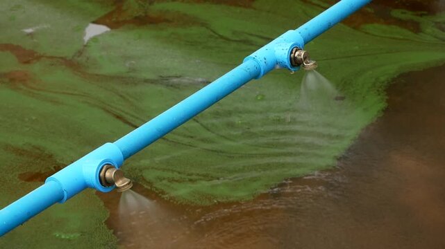 Close-up footage of a blue water sprinkler system used in an outdoor algae cultivation pond. The system helps circulate water and increase oxygen for spirulina or algae farming. Ideal for topics relat
