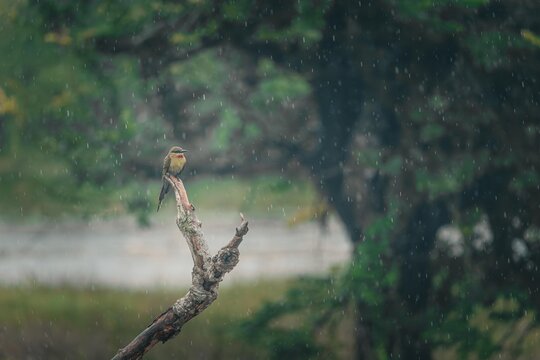 gu&ecirc;pier en attente sur une branche sous la pluie