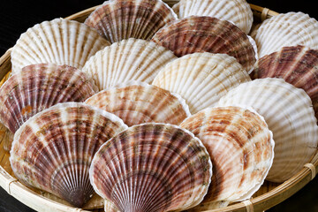 北海道産活ホタテ貝