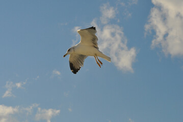 Flying seagull over the blue sea, marine bird