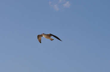 Flying seagull over the blue sea, marine bird