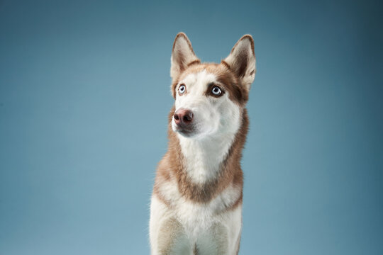 A Siberian Husky sits attentively against a soft blue background, looking directly at the camera. The relaxed pose and balanced lighting emphasize the dog's thick fur. - Powered by Adobe
