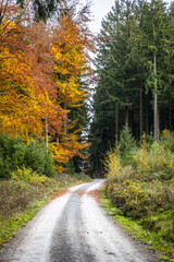 Gravel path winding through a forest with contrasting autumn and evergreen trees
