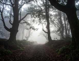 光がさす神秘的な雰囲気の森の中の一本道