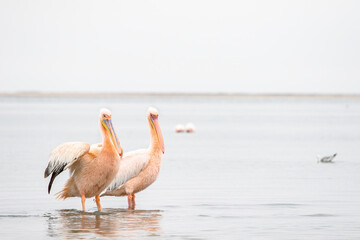 Close Pair of Great White Pelicans Bonding in Walvis Bay Waters