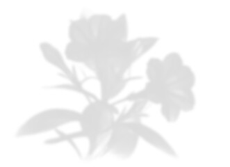 Isolated Realistic Flower and Foliage Shadow Overlay for Delicate Designs