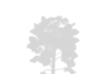 Central Isolated Plant or Bush Shadow Overlay on Transparent Background