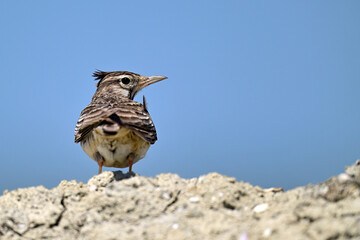 Crested lark // Haubenlerche (Galerida cristata) - Narta lagoon, Albania
