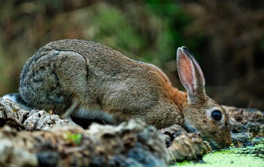 rabbit in the grass
