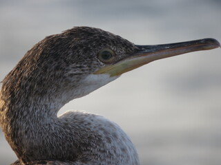 Cormorant head and neck portrait facing right while looking at the camera. blurred background