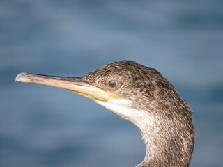 Cormorant head and neck portrait facing left. blurred background
