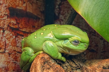 green tree frog