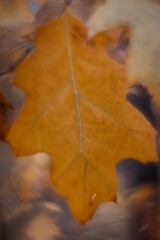 Colorful autumn leaves with a blurred background.