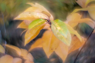 Colorful autumn leaves with a blurred background.